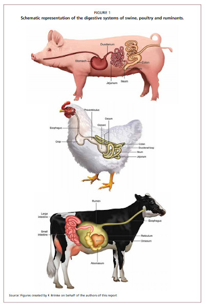 ELIKA Alimentación animal | Estrategias de nutrición animal para la  reducción del uso de antimicrobianos - ELIKA Alimentación animal